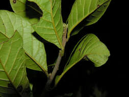 Image of Sloanea obtusifolia (Moric.) K. Schum.