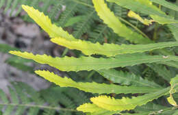 Image of northern banksia