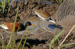 Image of Wattled Jacana