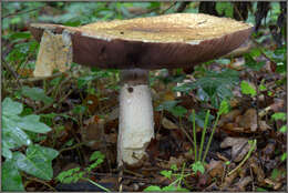 Image of Agaricus