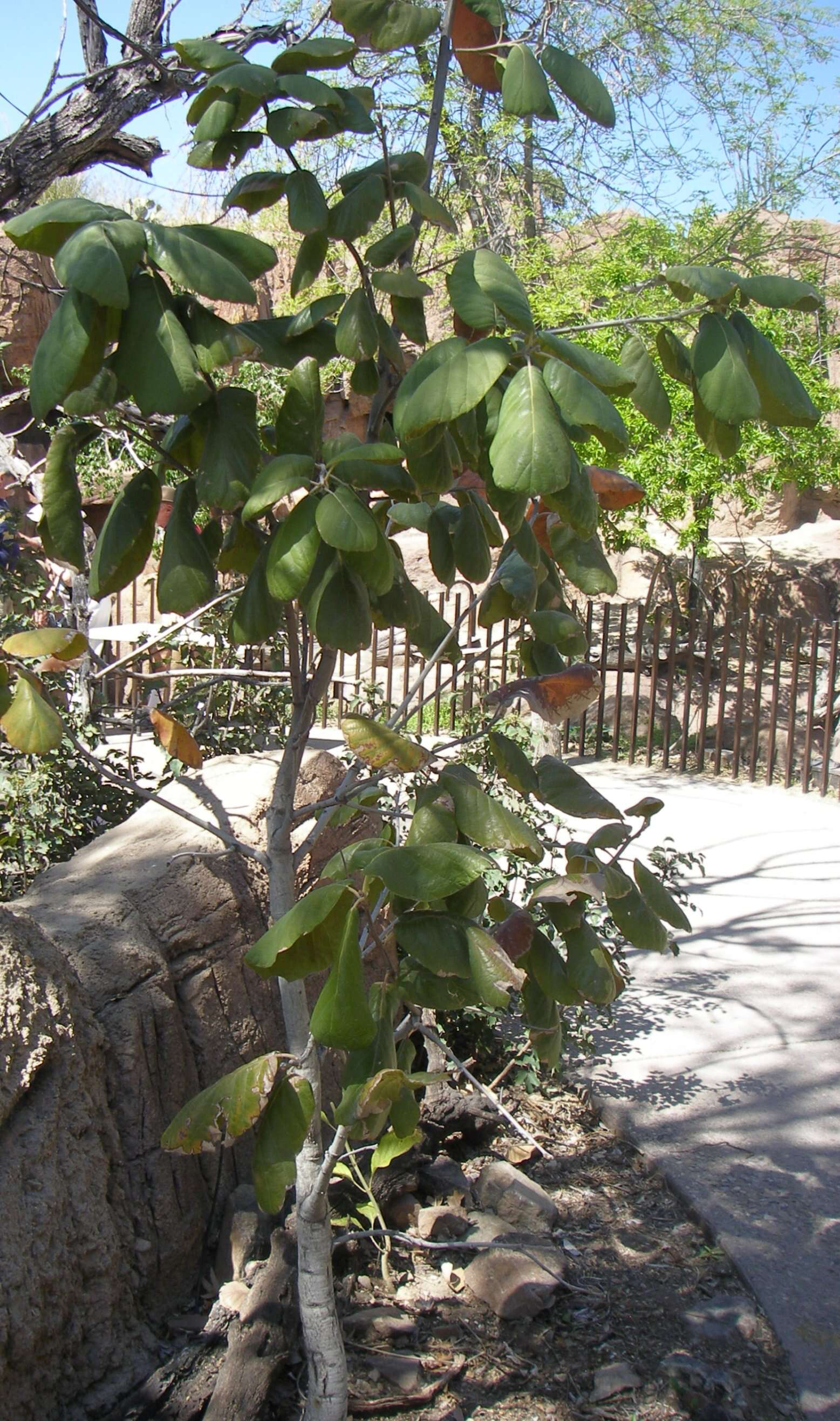 Image of Quercus tarahumara Spellenb., J. D. Bacon & Breedlove