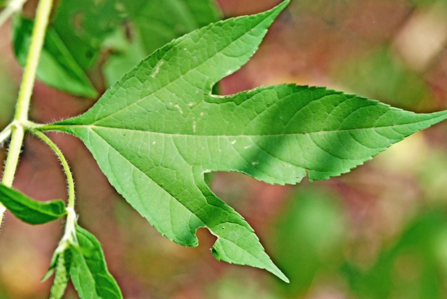 Image of great ragweed