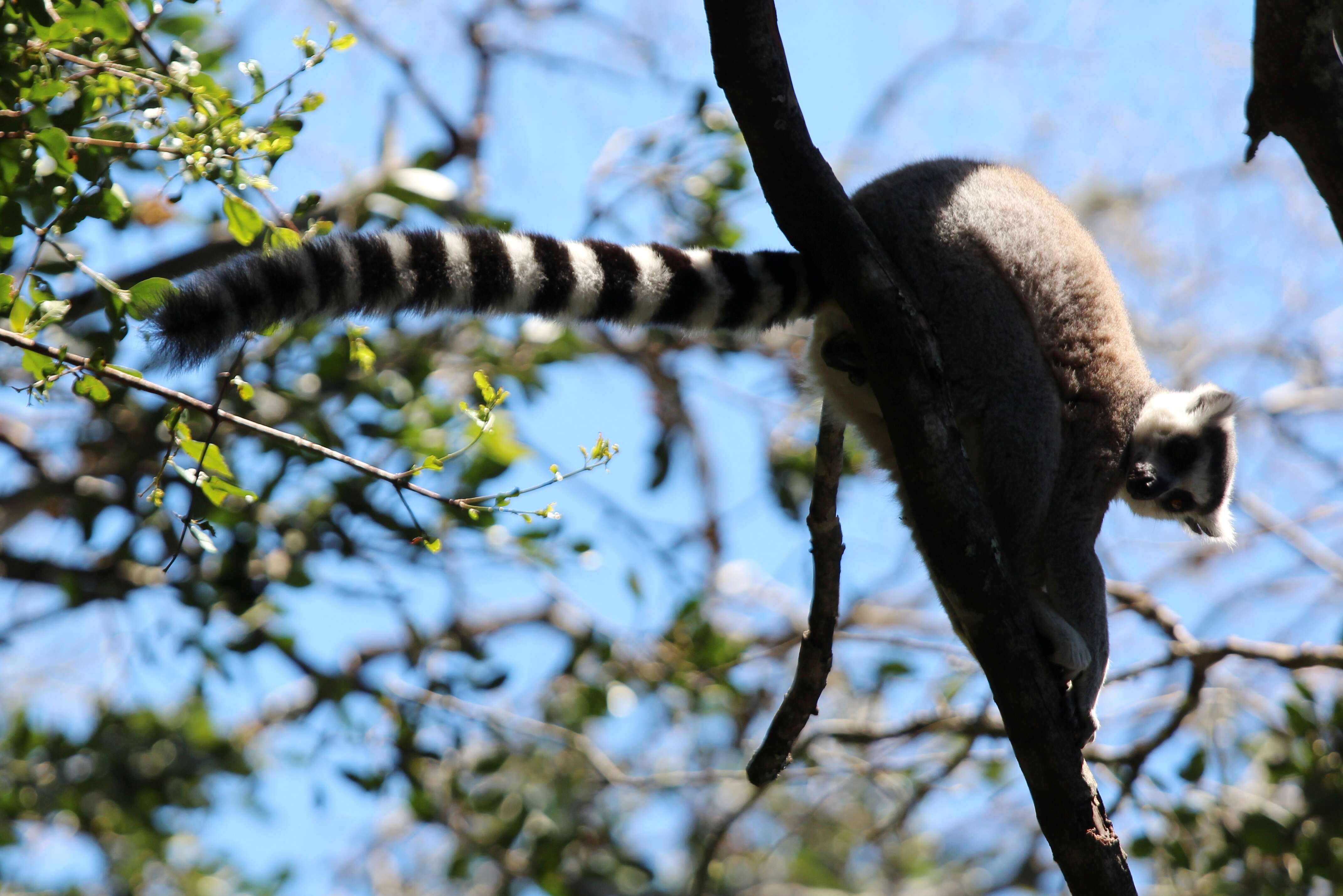 Image of Lemur Linnaeus 1758