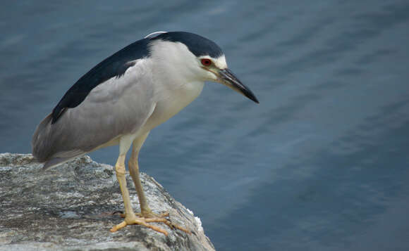 Image of Night Herons