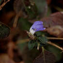 Cynarospermum asperrimum resmi