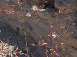 Image de Chylismia heterochroma Small