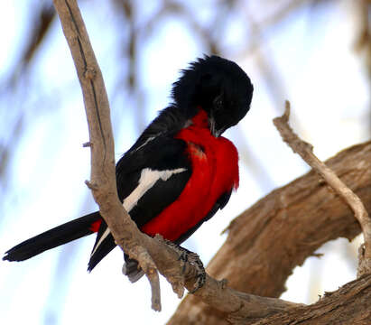 Image of Crimson-breasted Gonolek