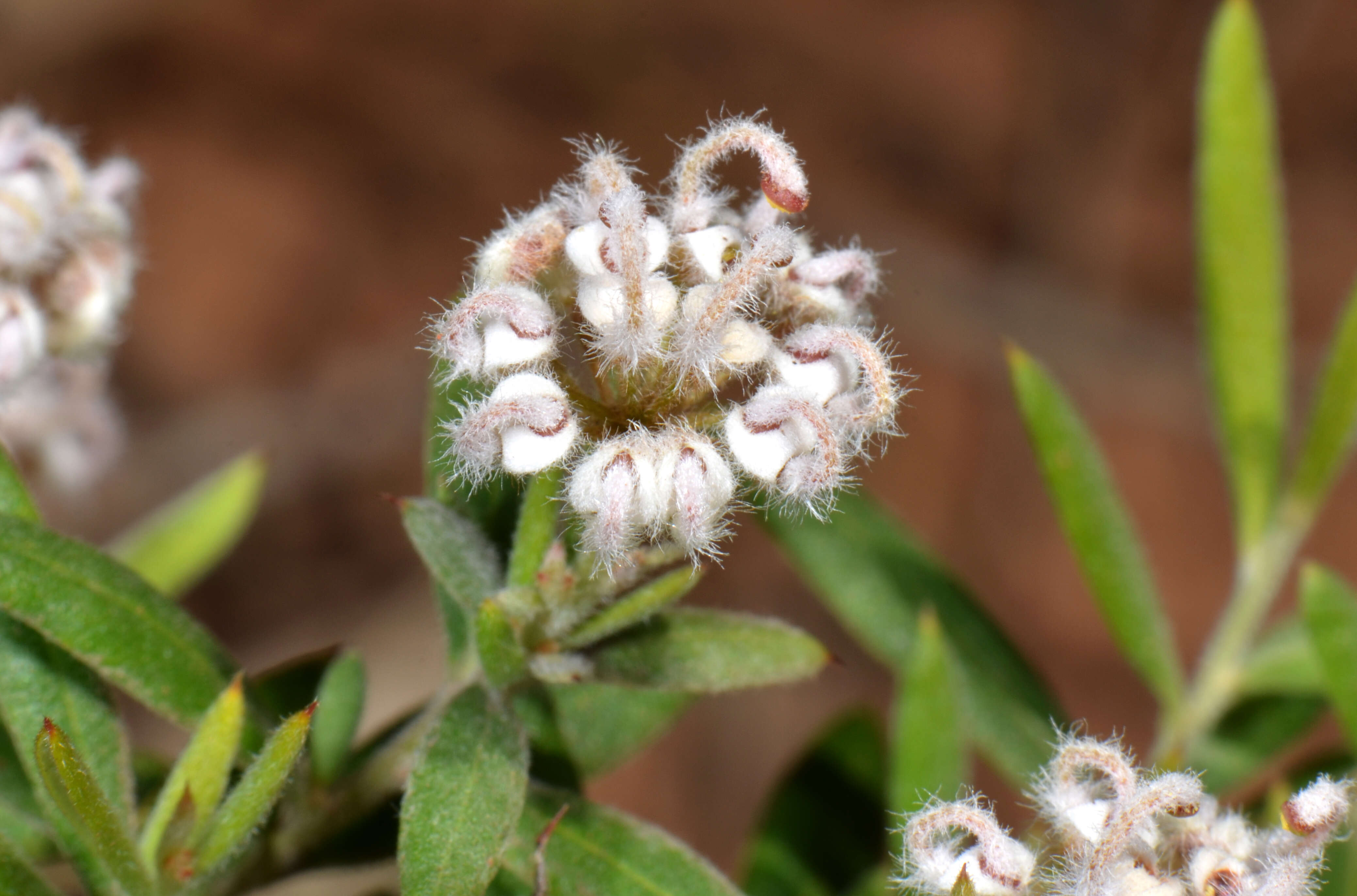 Image of Grevillea hislopii Olde & Marriott