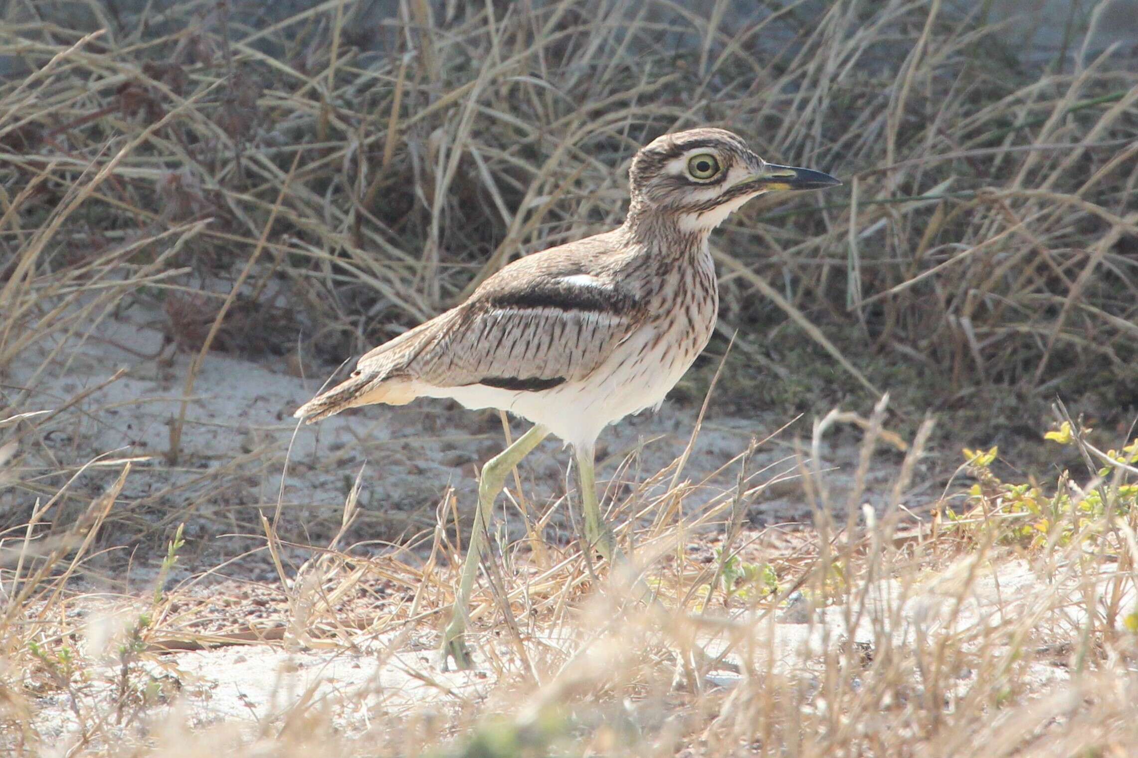 Image of Water Dikkop