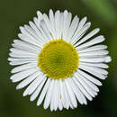 Image of Southern Daisy