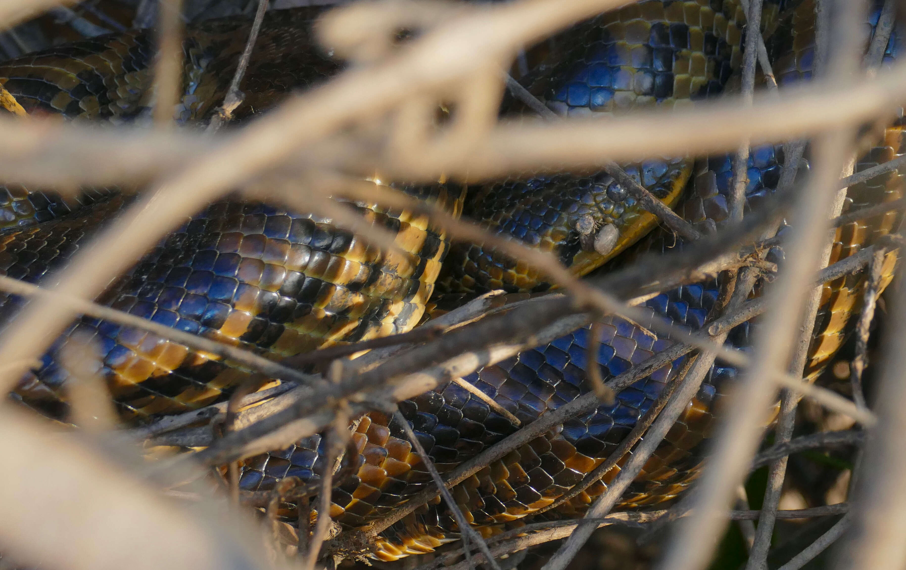 Image of Yellow anaconda