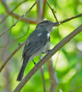 Image of Rose-throated Becard