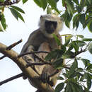 Image of Coromandel Sacred Langur