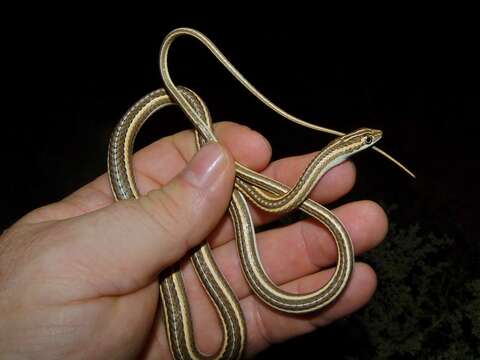 Image of Fork-marked Sand Snake