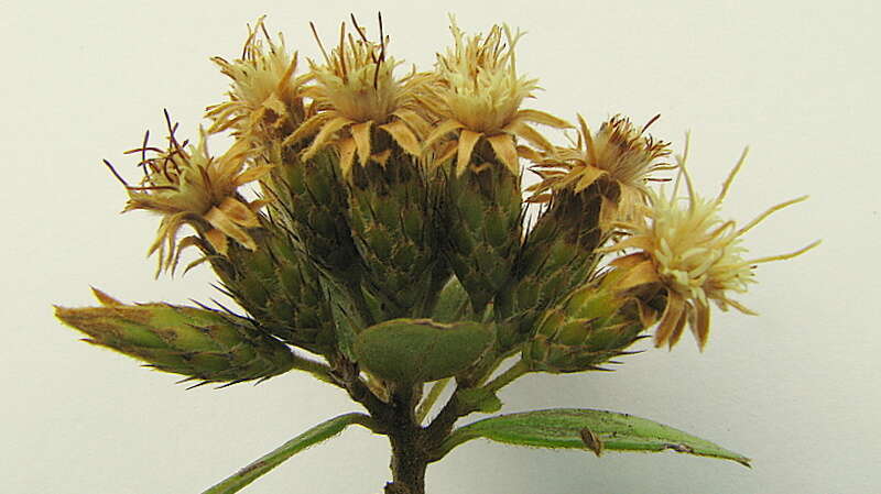 صورة Dasyphyllum lanceolatum (Less.) Cabrera