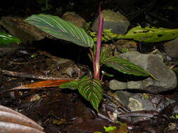 Image of Goeppertia vinosa (H. Kenn.) Borchs. & S. Suárez