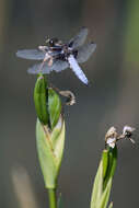 Image of Broad-bodied chaser