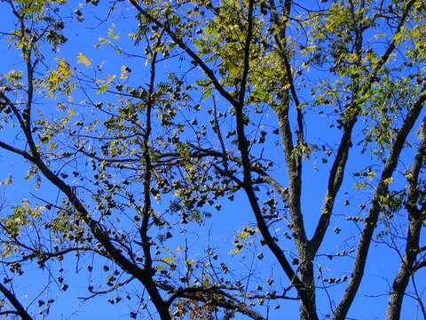 Image of black walnut