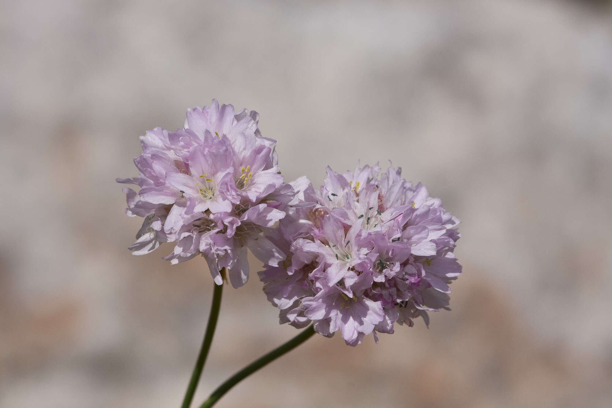 Image of Sea Pinks