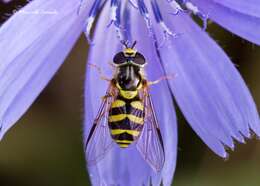 Image of Dasysyrphus albostriatus (Fallen 1817)