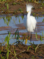 Image of Egretta Forster & T 1817