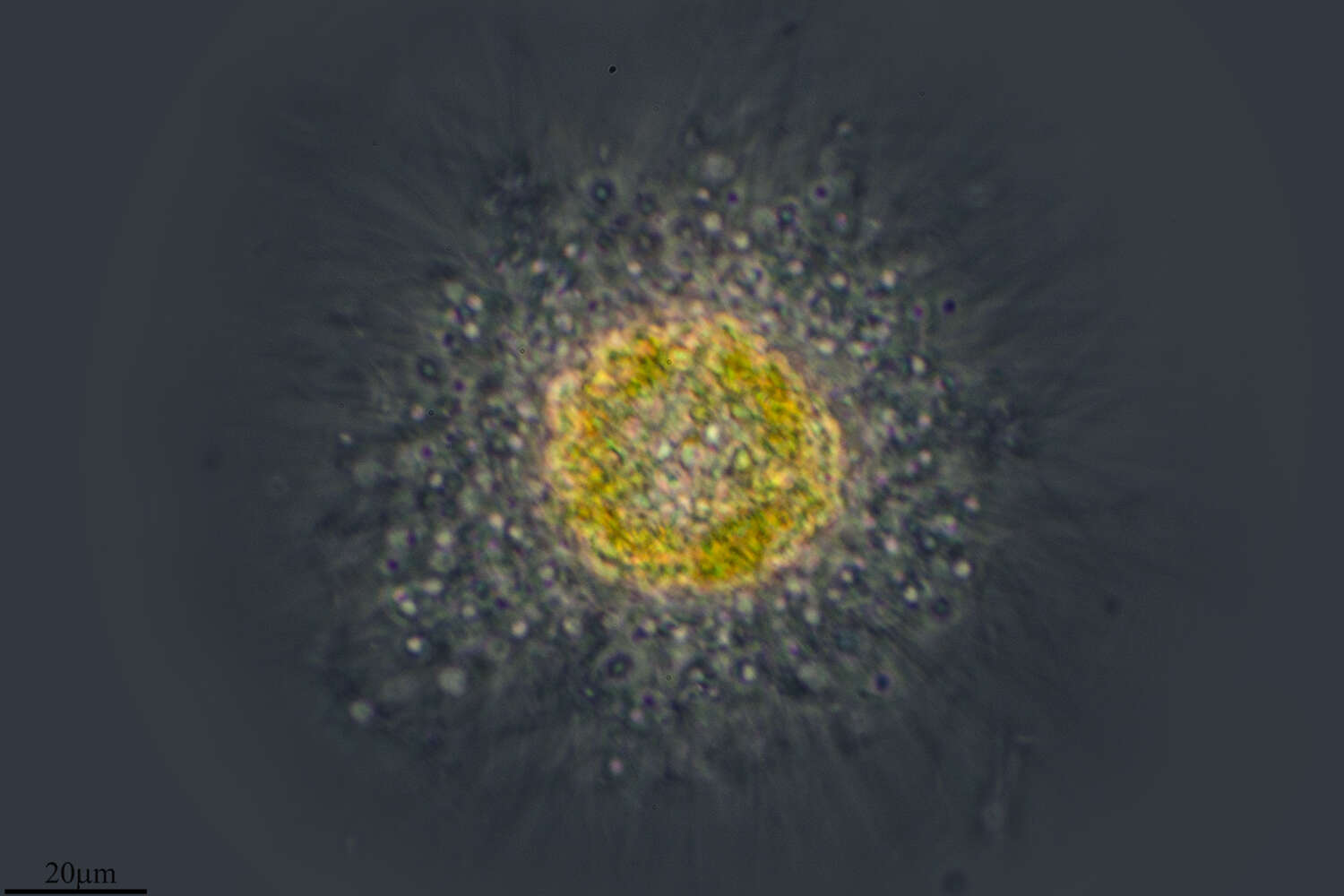 Image of Heliozoa