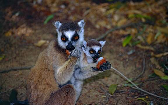 Image of Lemur Linnaeus 1758