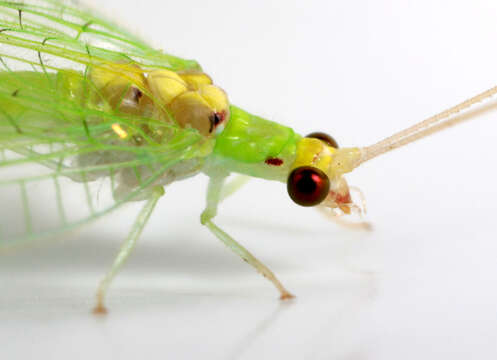 Sivun Leucochrysa (Leucochrysa) insularis (Walker 1853) kuva