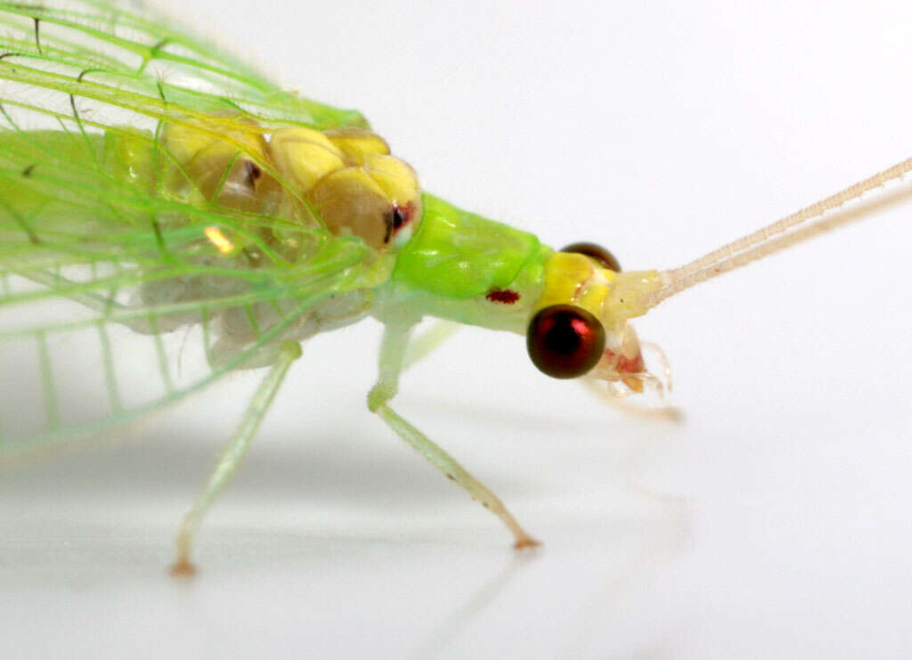 Leucochrysa (Leucochrysa) insularis (Walker 1853)的圖片