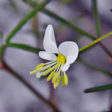 Image of slenderleaf clammyweed