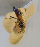 Image of mud daubers