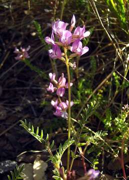Imagem de Astragalus tephrodes A. Gray