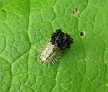 Image of thistle tortoise beetle