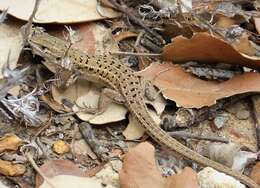 Image of Sand lizards