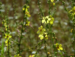 Sivun Verbascum sinuatum L. kuva