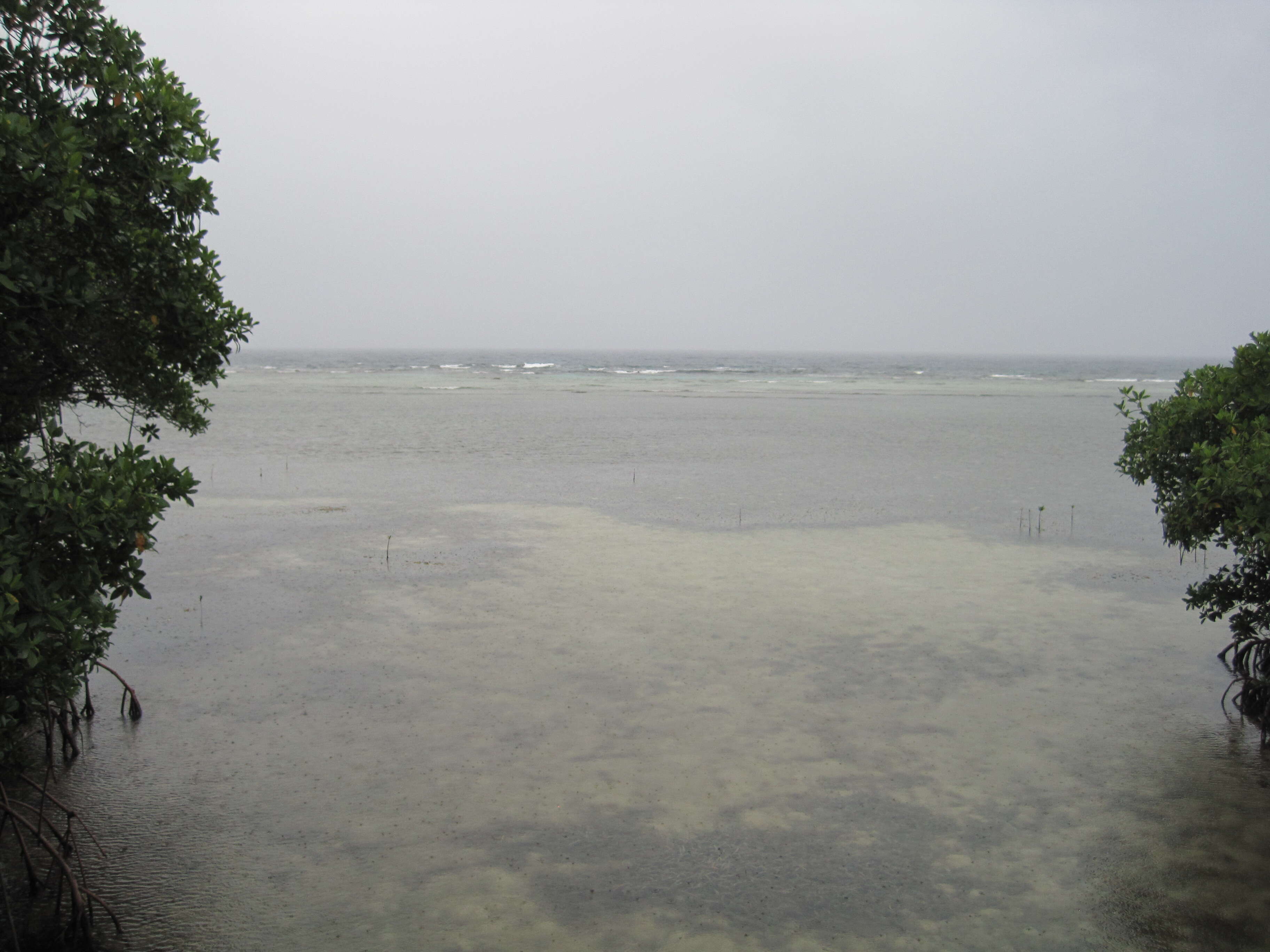 Image of mangrove