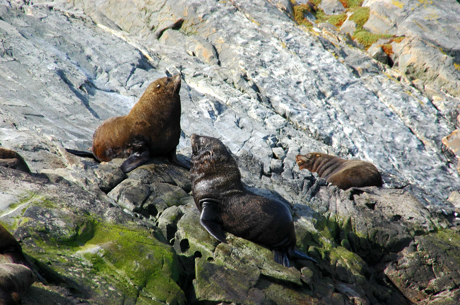 Image of fur seal