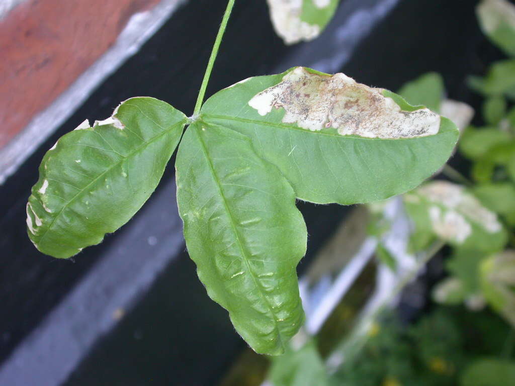 Image of Lyonetiidae
