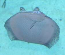 Image of Flounder