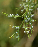 Image of juniper