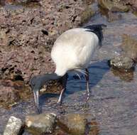 Image of Australian White Ibis