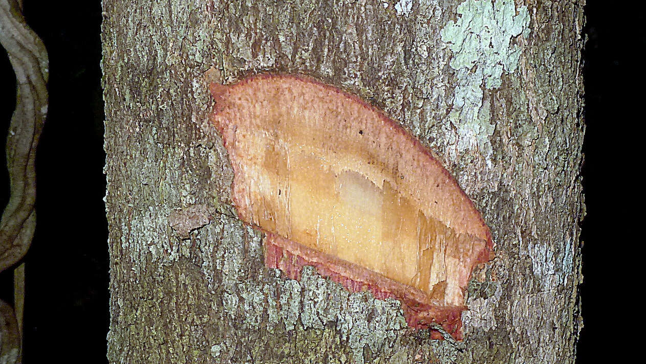 Image of Pterygota brasiliensis F. Allem.