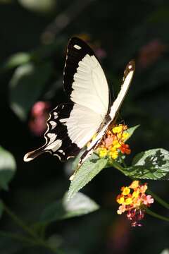 Image of African Swallowtail