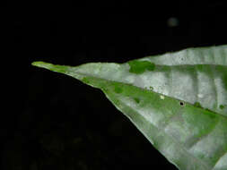 Image of Miconia gracilis Triana