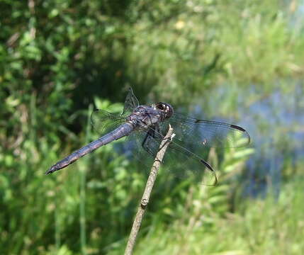 Libellula Linnaeus 1758 resmi