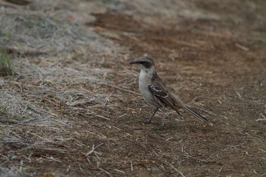 Image of Mimus Boie & F 1826