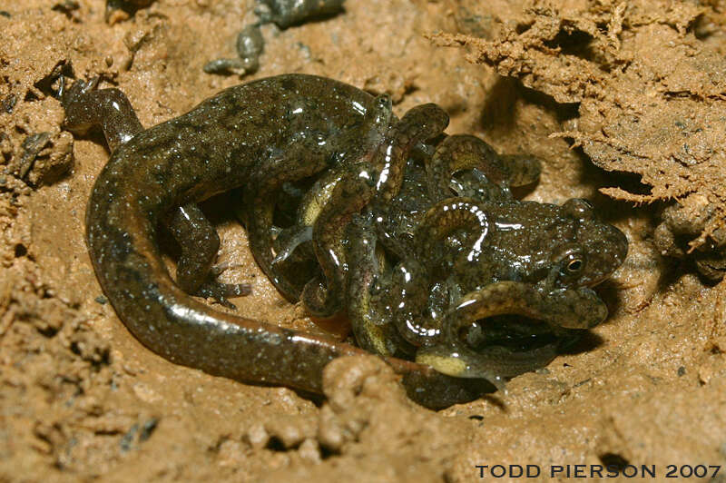 Image of dusky salamanders