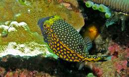 Image of Boxfishes