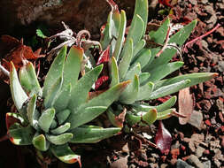 Image of bright green dudleya