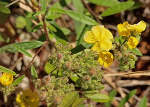 Image of pine barren frostweed